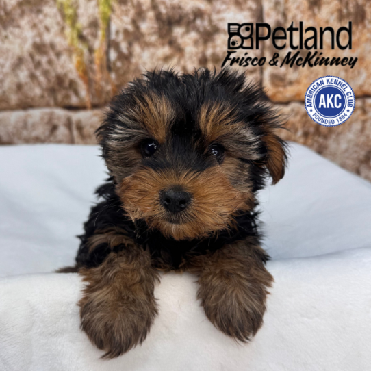 [#M16882] Black and Tan F Yorkshire Terrier Puppies for Sale