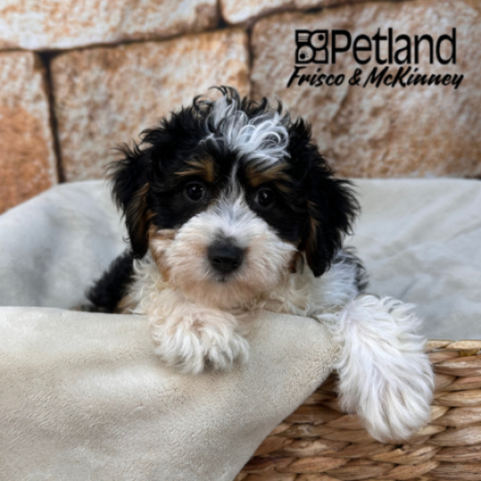 [#M16847] Black and Tan F Toy Aussie Poo Puppies for Sale