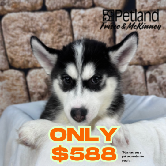 [#25152-03] Black / White F Siberian Husky Puppies for Sale