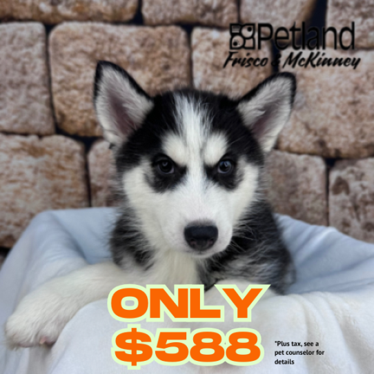 [#25152-05] Black / White F Siberian Husky Puppies for Sale