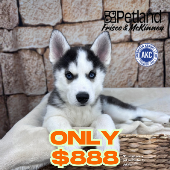 [#2645-07] Black / White F Siberian Husky Puppies for Sale