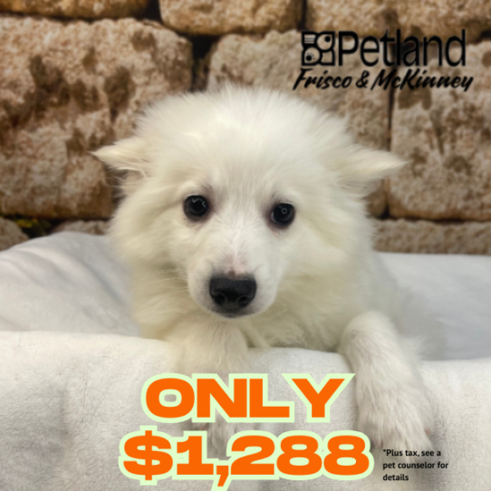 [#M17485] White M American Eskimo Puppies for Sale