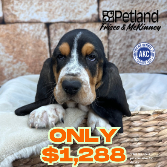 [#253453-02] Tri-Colored M Basset Hound Puppies for Sale