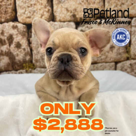 [#2543-01] Blue Fawn M French Bulldog Puppies for Sale