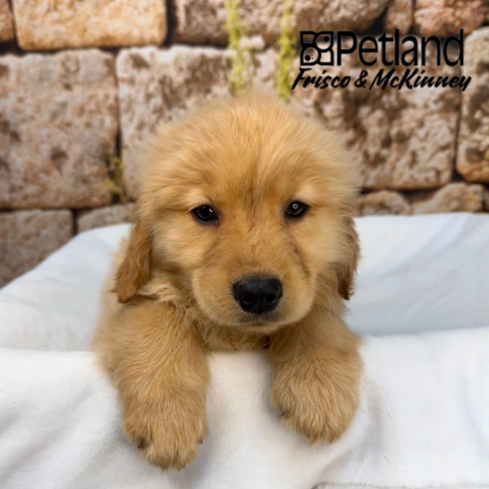 [#26499-08] Golden M Golden Retriever Puppies for Sale
