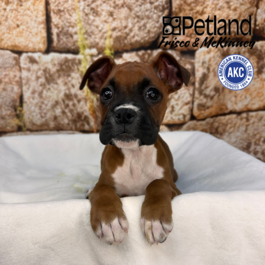 [#26458-03] Mahogany F Boxer Puppies for Sale