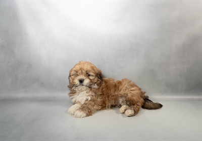 [#M16841] Red Gold F Lhasa Apso Puppies for Sale