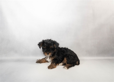 [#M16852] Black and Tan F Yorkshire Terrier Puppies for Sale