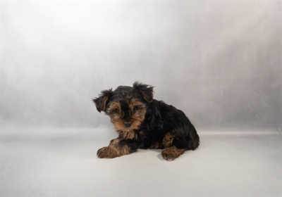 [#M16882] Black and Tan F Yorkshire Terrier Puppies for Sale