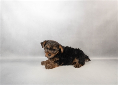 [#M16939] Black and Tan M Yorkshire Terrier Puppies for Sale