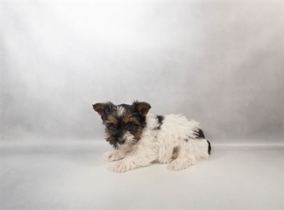 [#M17134] Black Tan and White M Yorkshire Terrier Puppies for Sale