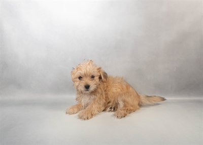 [#M17152] Gold M Morkie Puppies for Sale