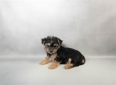 [#M17153] Black and Tan F Morkie Puppies for Sale