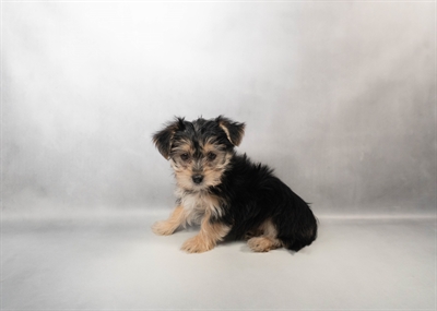 [#M17158] Black and Tan F Morkie Puppies for Sale