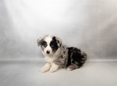 [#M17247] Blue Merle and White F Miniature Australian Shepherd Puppies for Sale