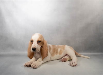 [#M17335] Red and White F Basset Hound Puppies for Sale
