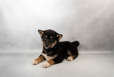 [#M17419] Black and Tan M Shiba Inu Puppies for Sale