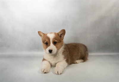 [#M17550] Sable F Pembroke Welsh Corgi Puppies for Sale