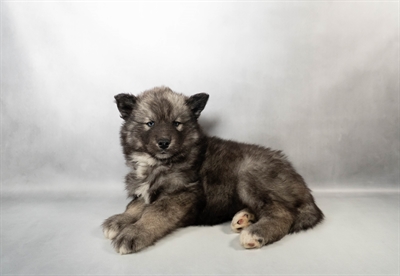 [#N00052] Agouti and white M Siberian Husky Puppies for Sale