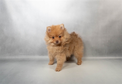 [#N00207] Chocolate Sable M Pomeranian Puppies for Sale