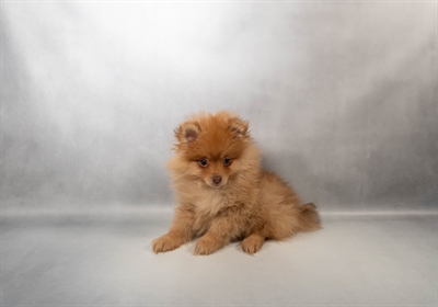 [#N00209] Chocolate Sable M Pomeranian Puppies for Sale