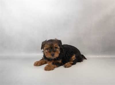 [#N00412] Black and Tan F Yorkshire Terrier Puppies for Sale