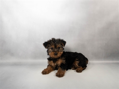 [#N01858] Black and Tan F Yorkshire Terrier Puppies for Sale