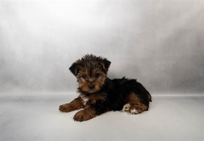 [#N02006] Black and Tan M Yorkshire Terrier Puppies for Sale