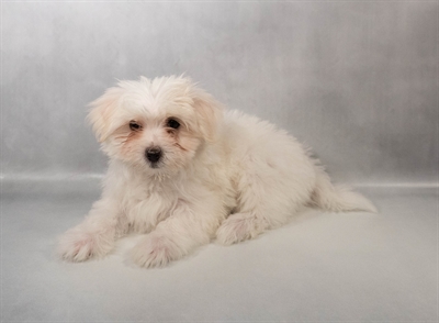 [#N02057] White F Maltese Puppies for Sale