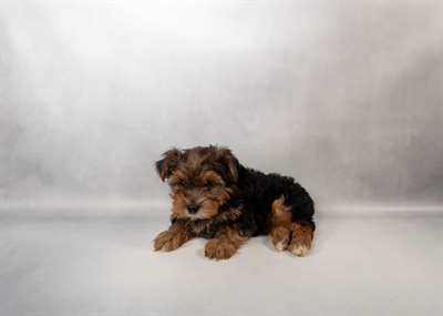 [#N02092] Black and Tan F Unregistered Yorkshire Terrier Puppies for Sale