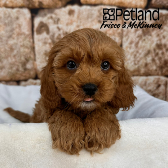 [#2637-03] Red M Cavapoo Puppies for Sale