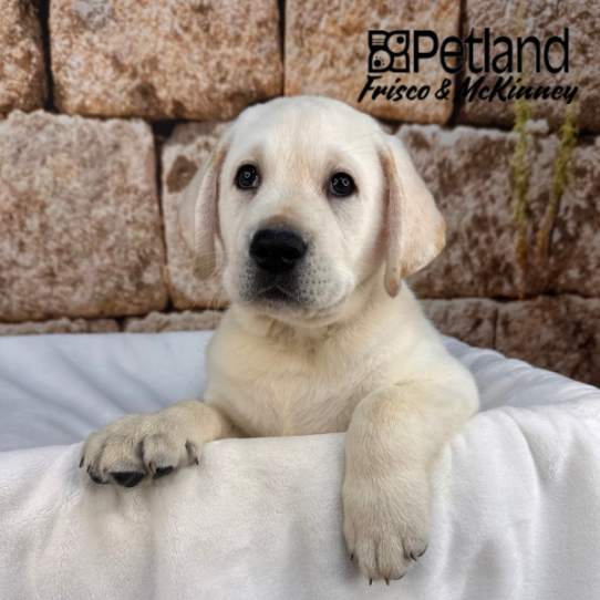 [#267-05] Yellow M Labrador Retriever Puppies for Sale
