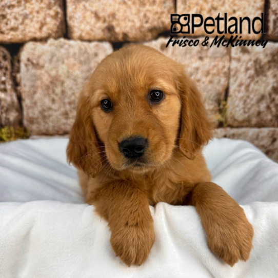 [#26116-03] Golden F Golden Retriever Puppies for Sale