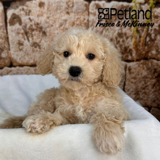 [#M17471] Cream F Bichon Poo Puppies for Sale