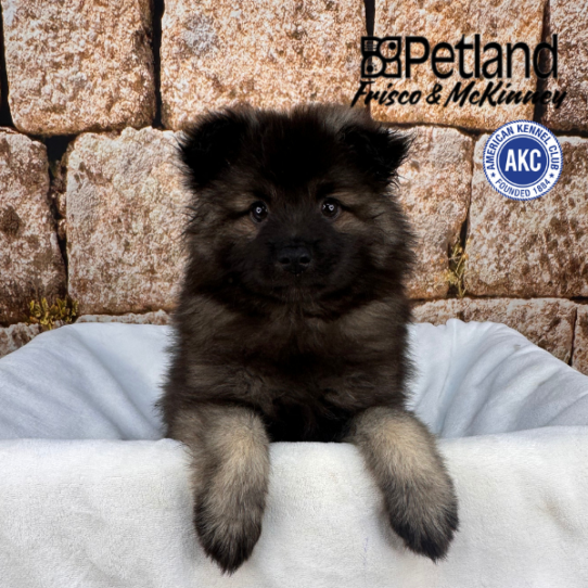 [#N01494] Grey Silver and Black F Keeshond Puppies for Sale
