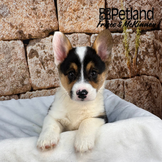 [#N00143] Black and Tan F Pembroke Welsh Corgi Puppies for Sale