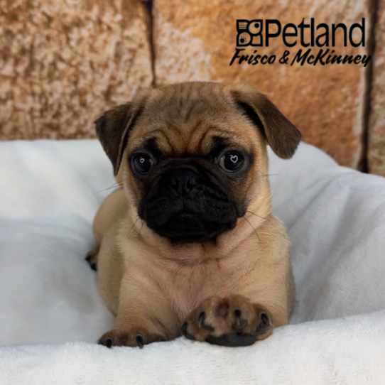 [#26720-02] Apricot M Pug Puppies for Sale