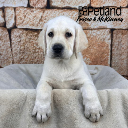 [#267-03] Yellow M Labrador Retriever Puppies for Sale