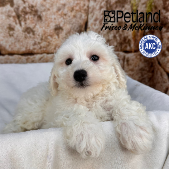 [#M17632] White M Bichon Frise Puppies for Sale