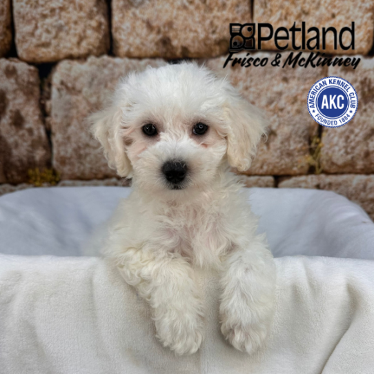 [#M17635] White F Bichon Frise Puppies for Sale