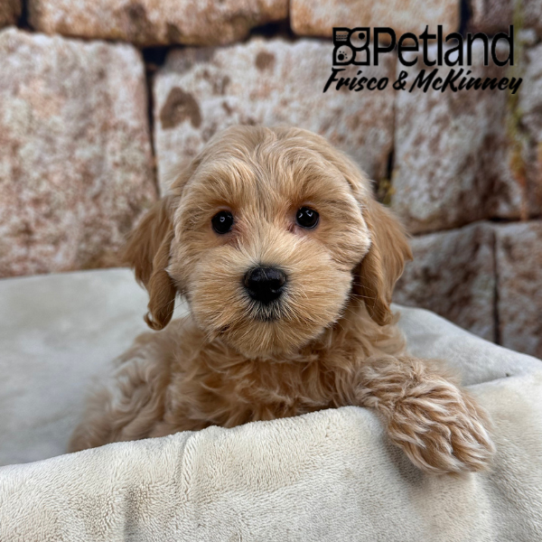 [#2641-02] Apricot F Cock A Poo 2nd Gen Puppies for Sale