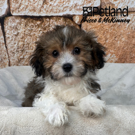 [#M17453] Fawn Sable M Havapoo Puppies for Sale