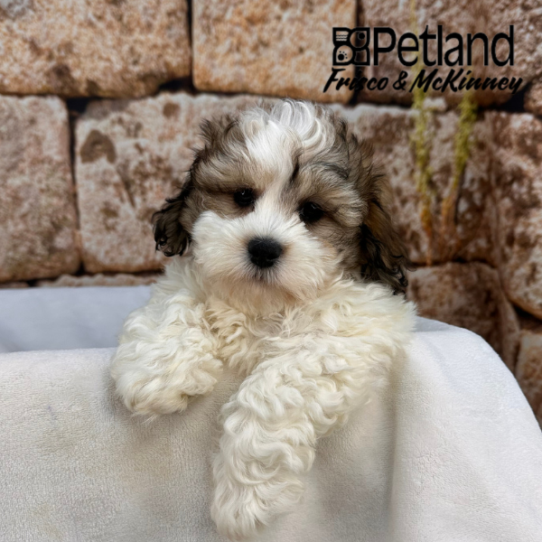 [#M17500] Red and White F Teddy Bear Puppies for Sale