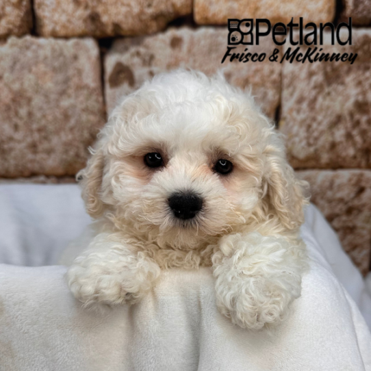 [#M17498] White M Teddy Bear Puppies for Sale