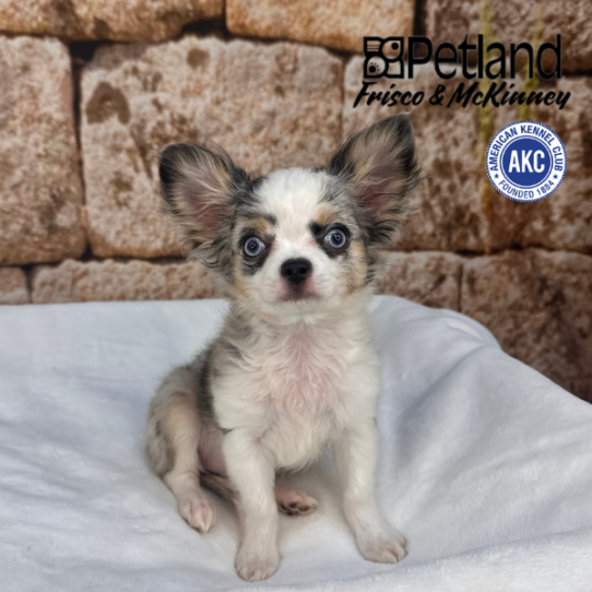 [#253202-03] Blue Merle / White F Chihuahua Puppies for Sale
