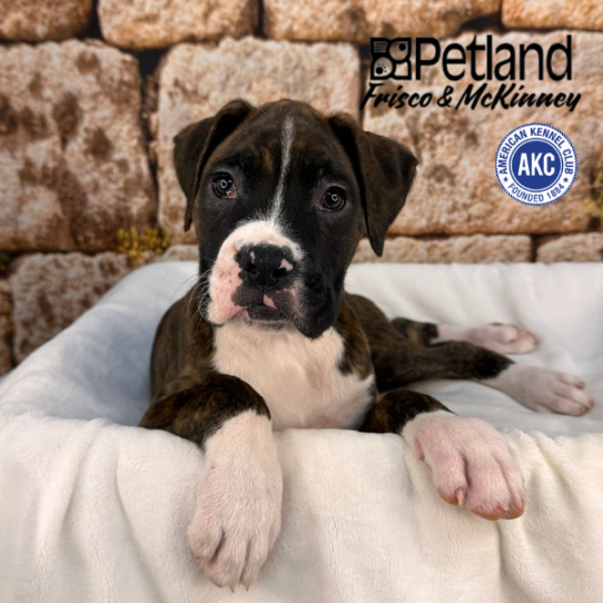 [#26114-01] Brindle M Boxer Puppies for Sale