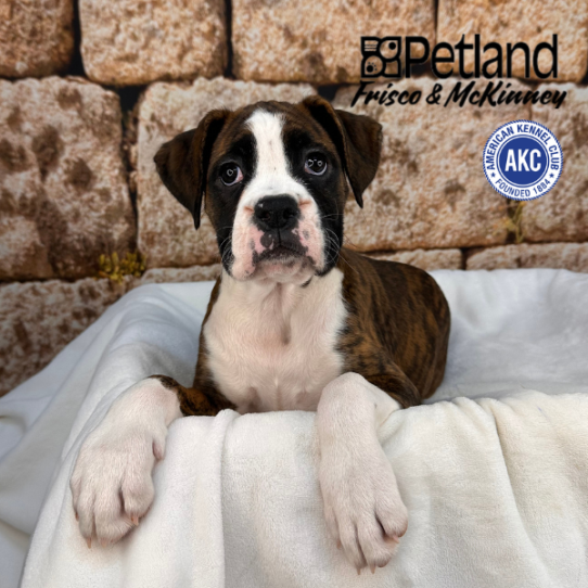 [#26114-05] Brindle F Boxer Puppies for Sale