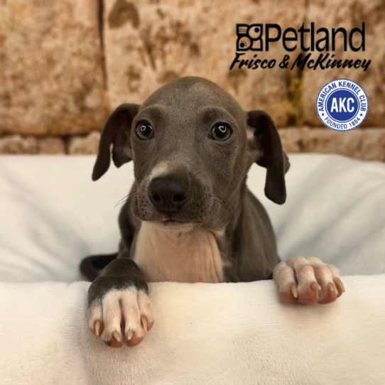 [#26202-01] Blue / White M Italian Greyhound Puppies for Sale