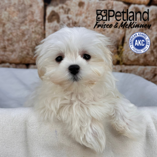 [#26219-03] White F Maltese Puppies for Sale