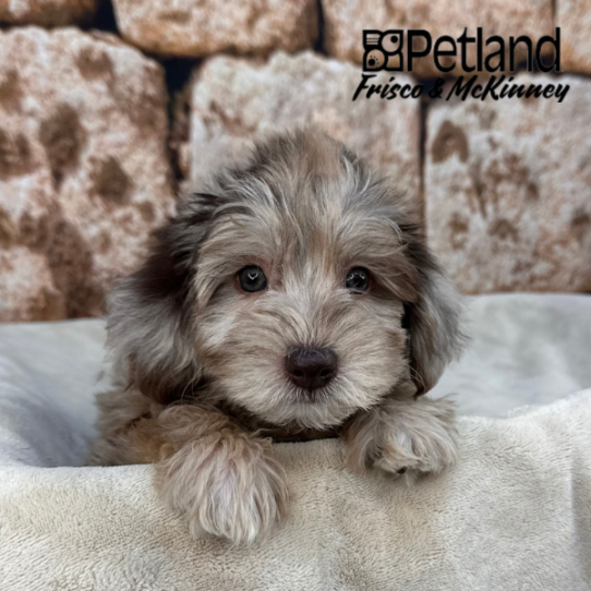[#269-03] Chocolate Merle M Labradoodle Mini 2nd Gen Puppies for Sale